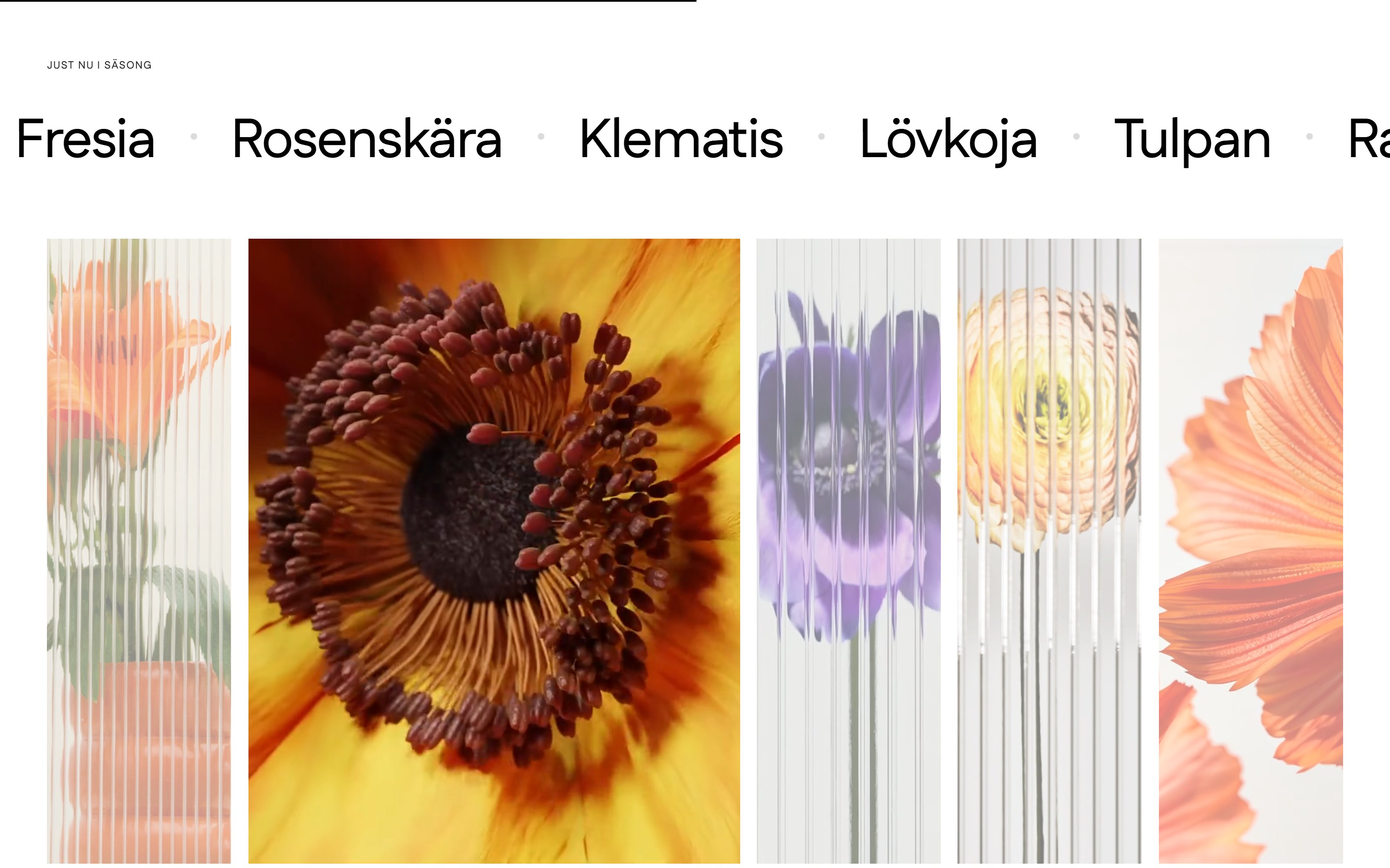 Aster&Smilla — 4